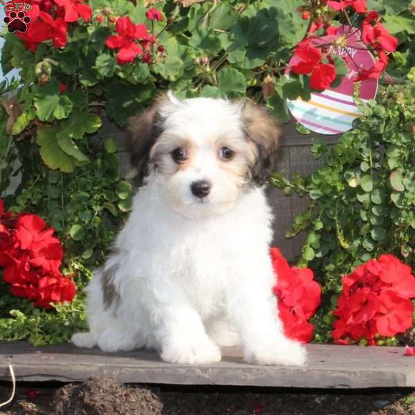 Pumpkin, Maltipoo Puppy